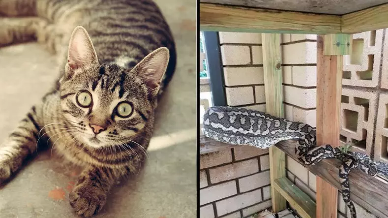Family Horrified To Discover Snake Eating Their Pet Cat