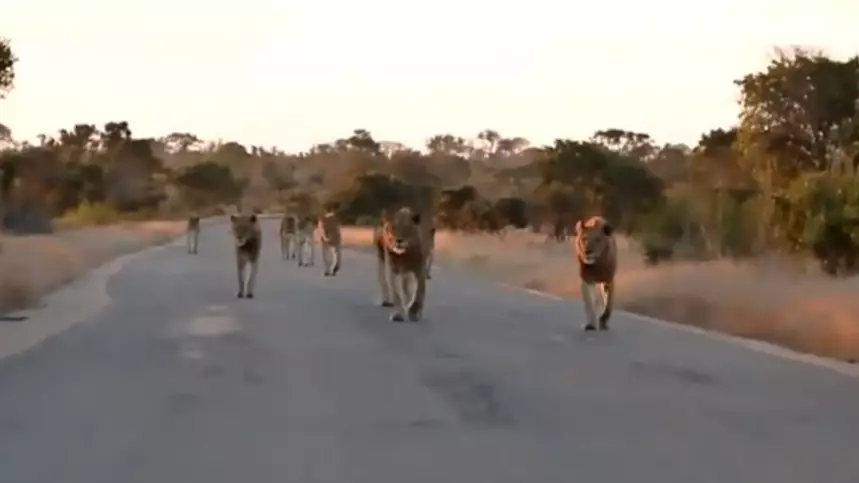 Tourist Videos Incredible Encounter With Pride Of Lionesses In South Africa