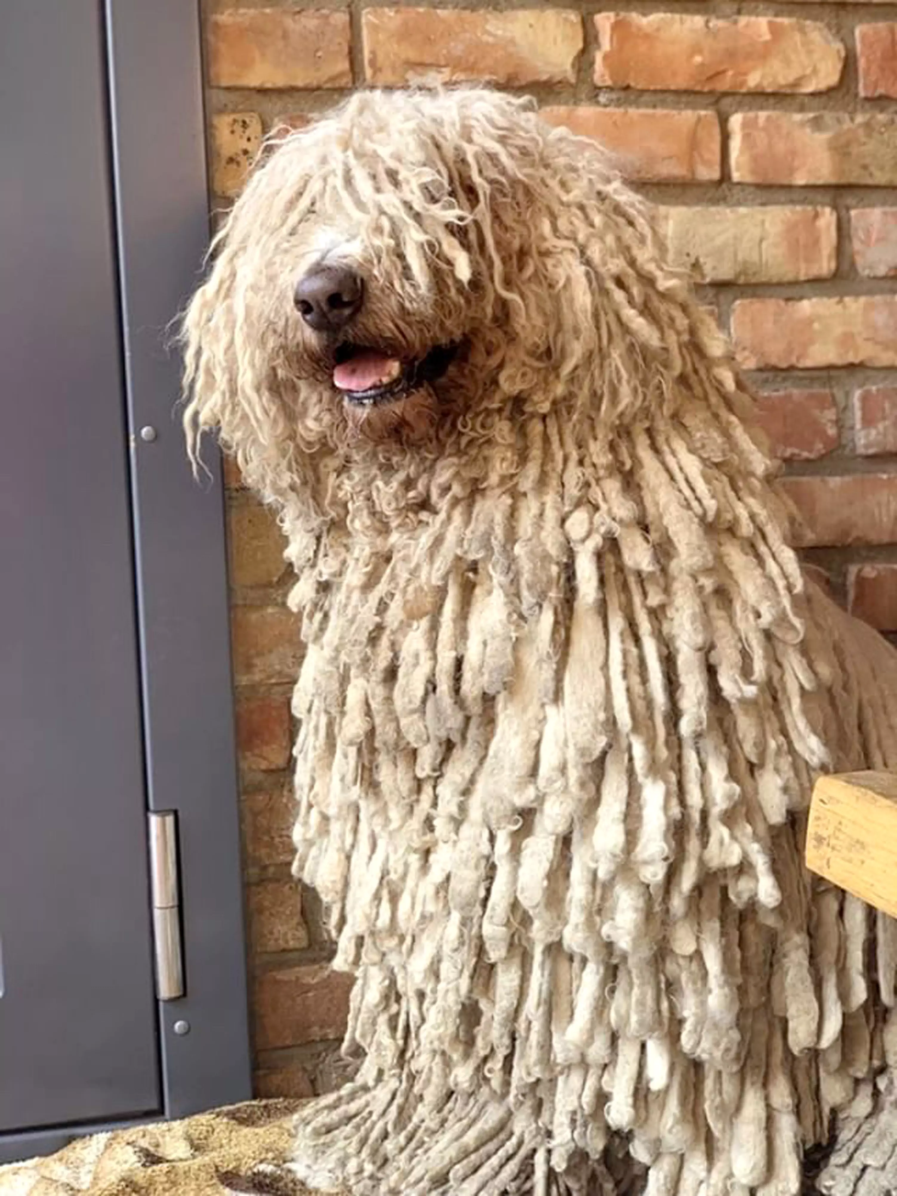 A Hungarian sheepdog has taken the internet by storm after people likened the cute canine to a mop (
