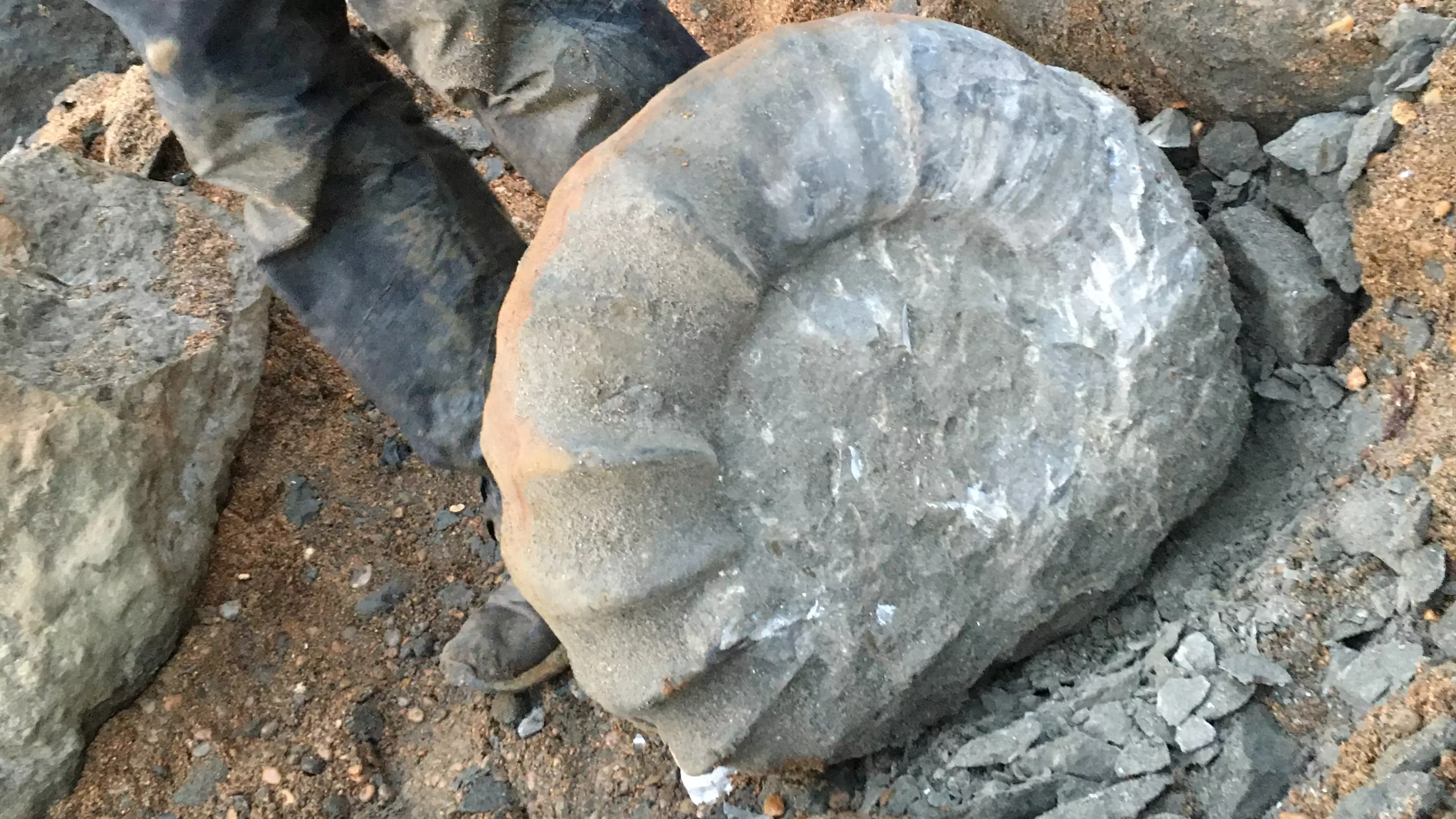 University Students Discover Huge 212lb Ammonite Fossil In Isle Of Wight