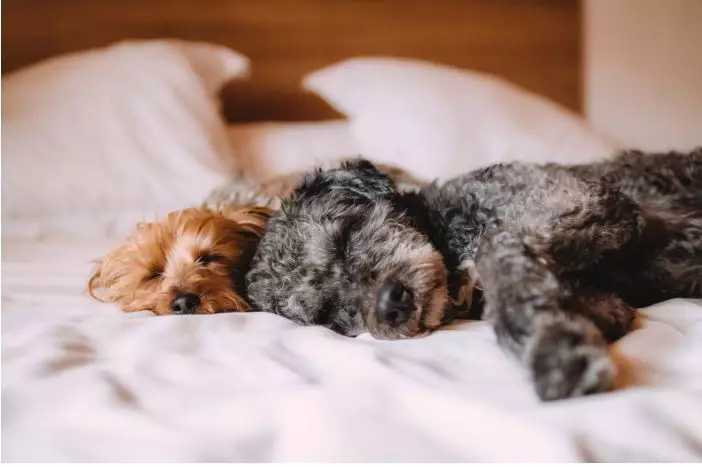 Over half of the participants let a pet snooze in their bed.