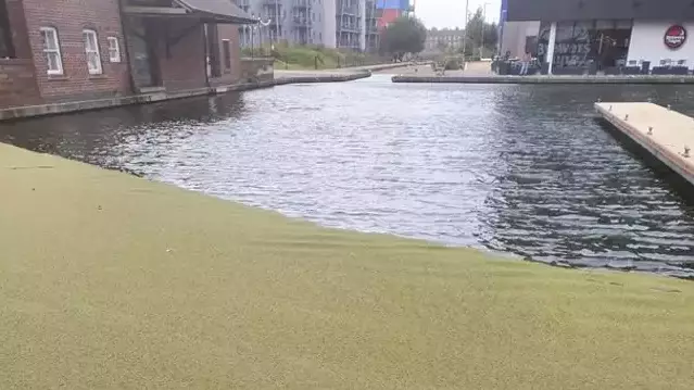 Teen 'Nearly Died' After Stepping On Canal That Looked Like Grass