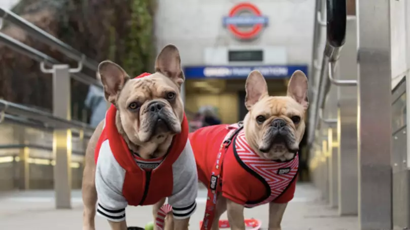 London Dog Week Is Happening This Month To Connect The Capital Through Their Love Of Dogs