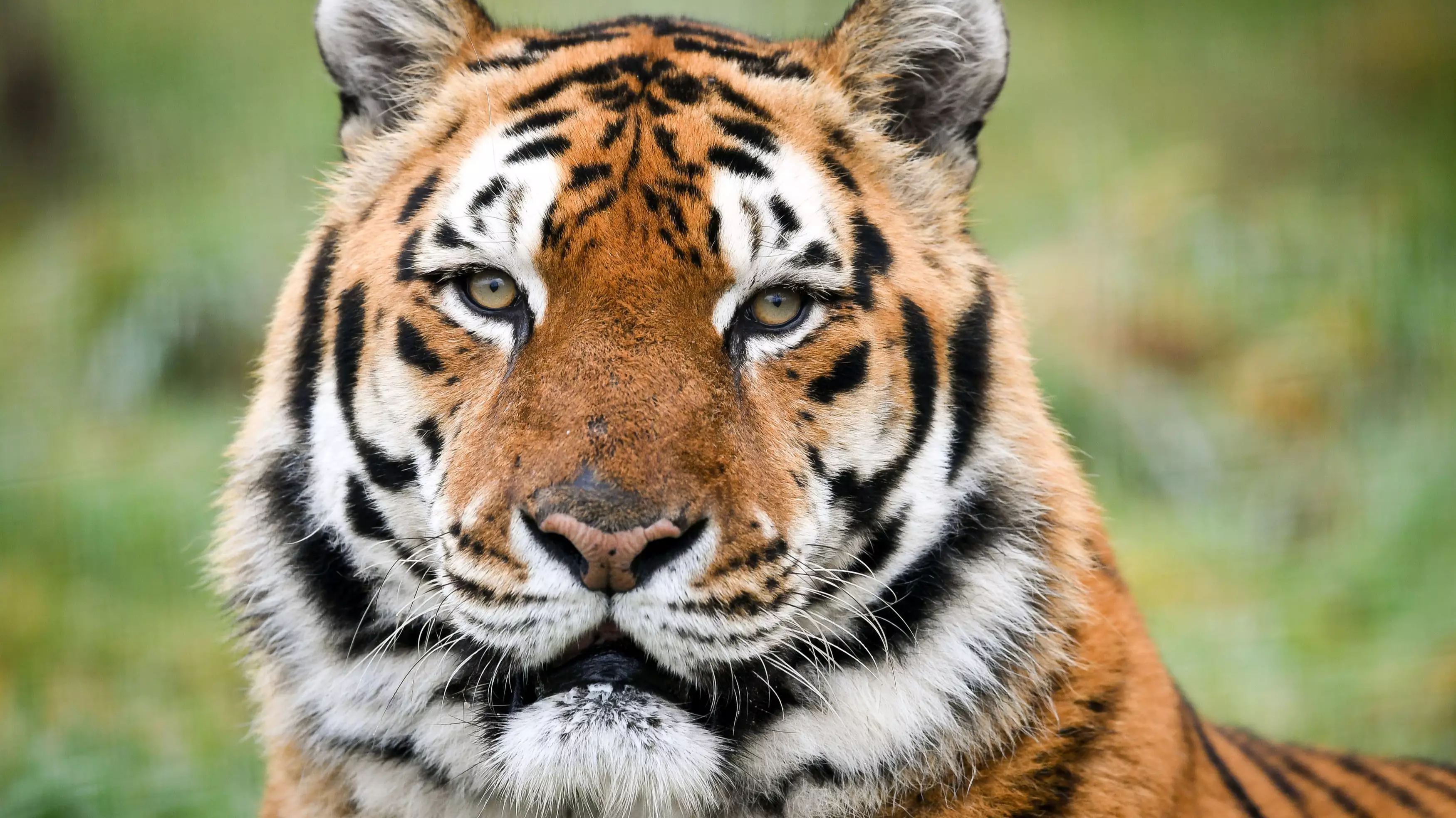 Poacher Thought To Have Killed 70 Tigers Has Been Caught By Police