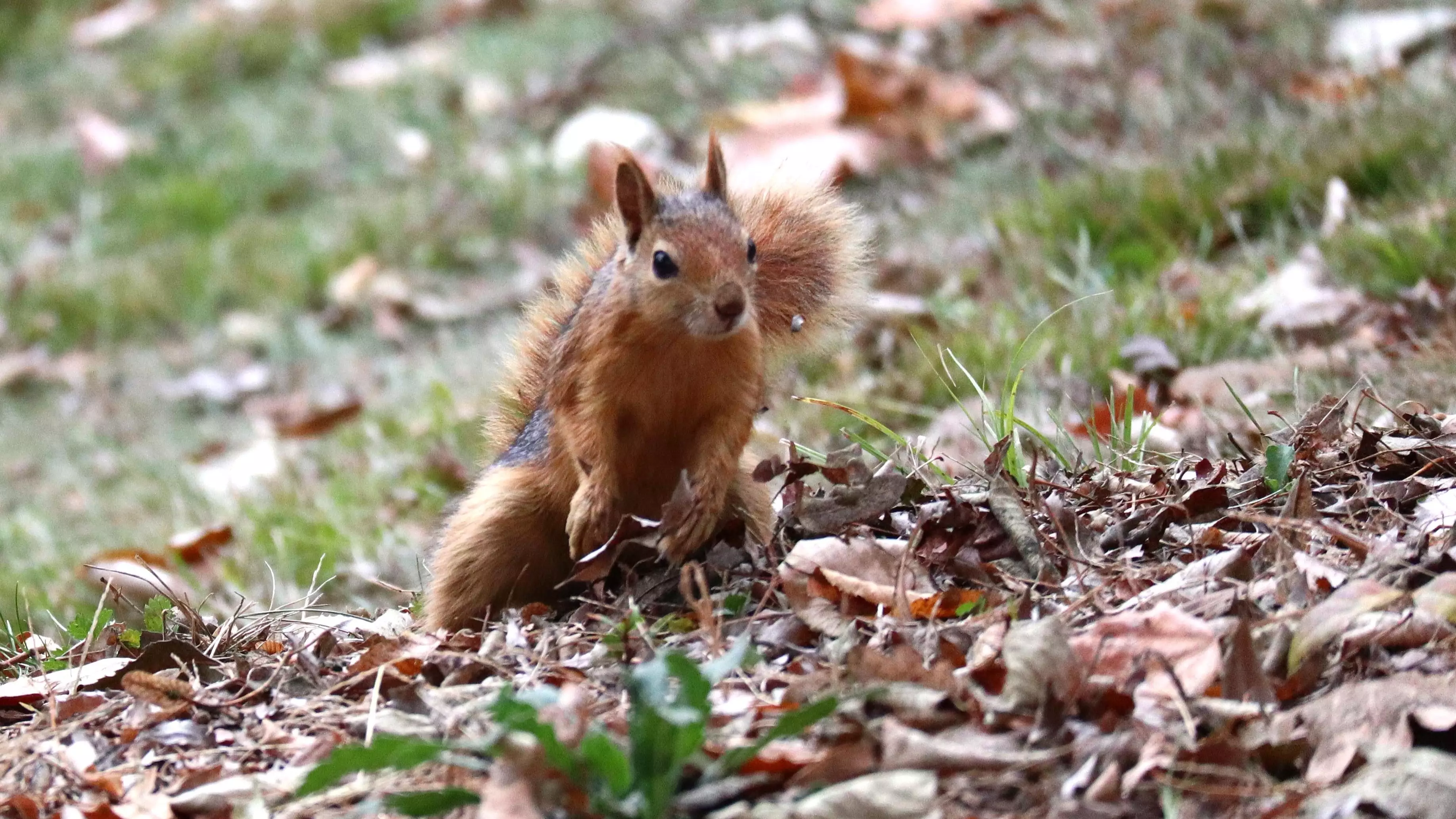 Squirrel Tests Positive For Bubonic Plague In Colorado