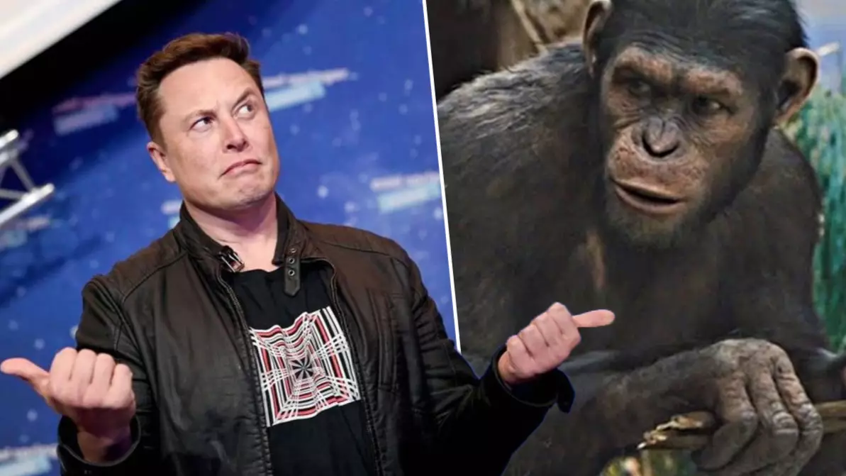 Elon Musk Wants Monkeys To Play Games With Their Minds, Because Why Not