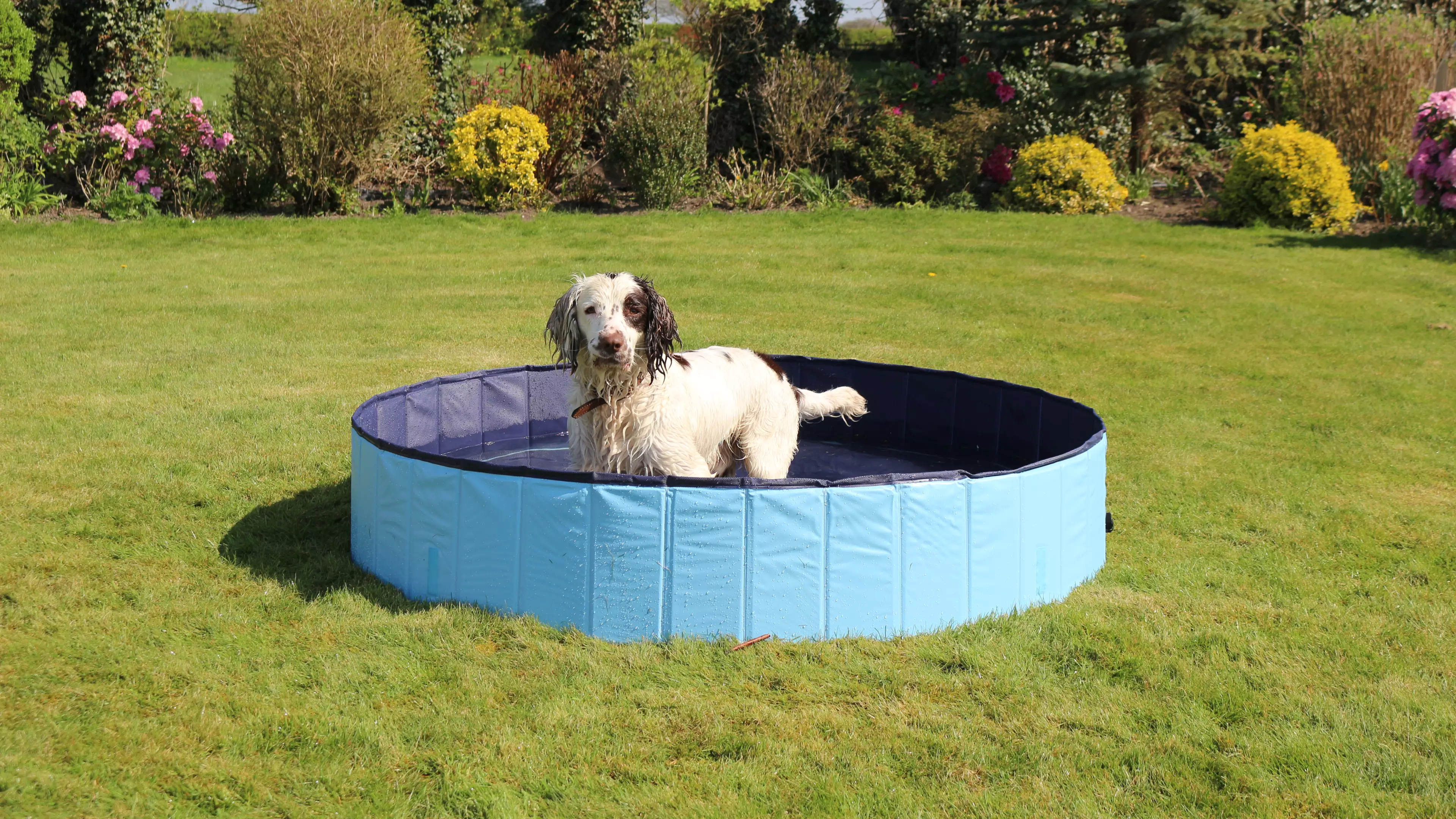 You Can Now Get A Foldable Paddling Pool Just For Your Dog