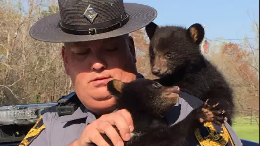 State Trooper Rescues Two Tiny Bears After Their Mother Is Killed 
