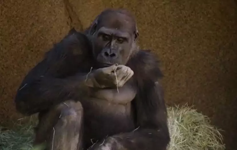 Eight gorillas at a zoo have contracted coronavirus.
