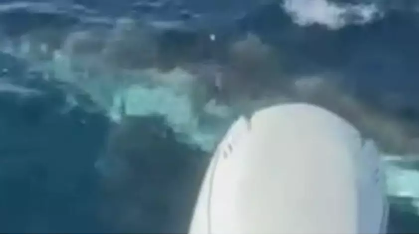 Fisherman Encounter Huge Great White Shark