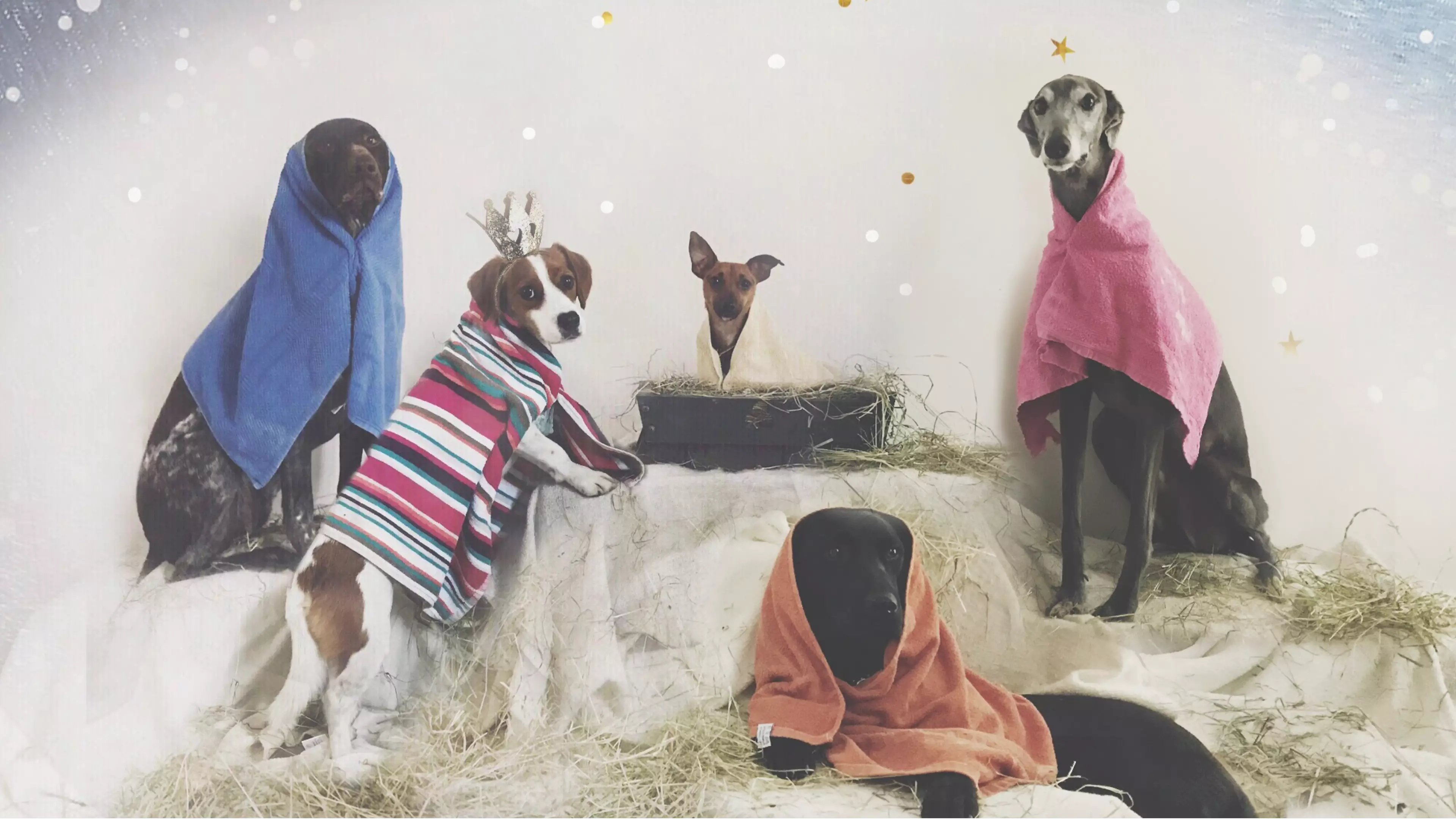 ​Woman Creates Adorable Nativity Scene With Her Dogs