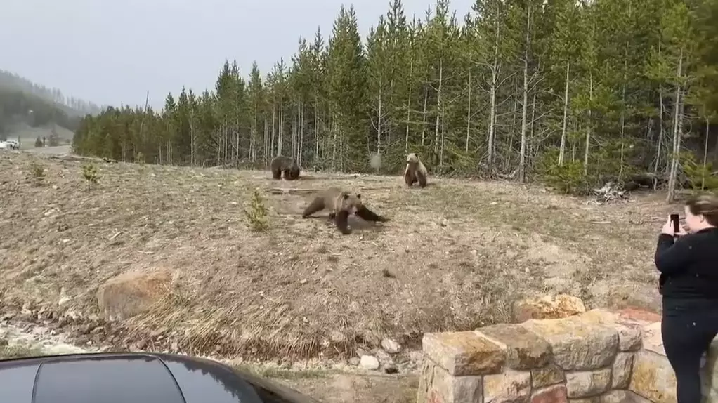 Tourist Faces Year In Prison And Big Fine After Taking Picture Of Bear