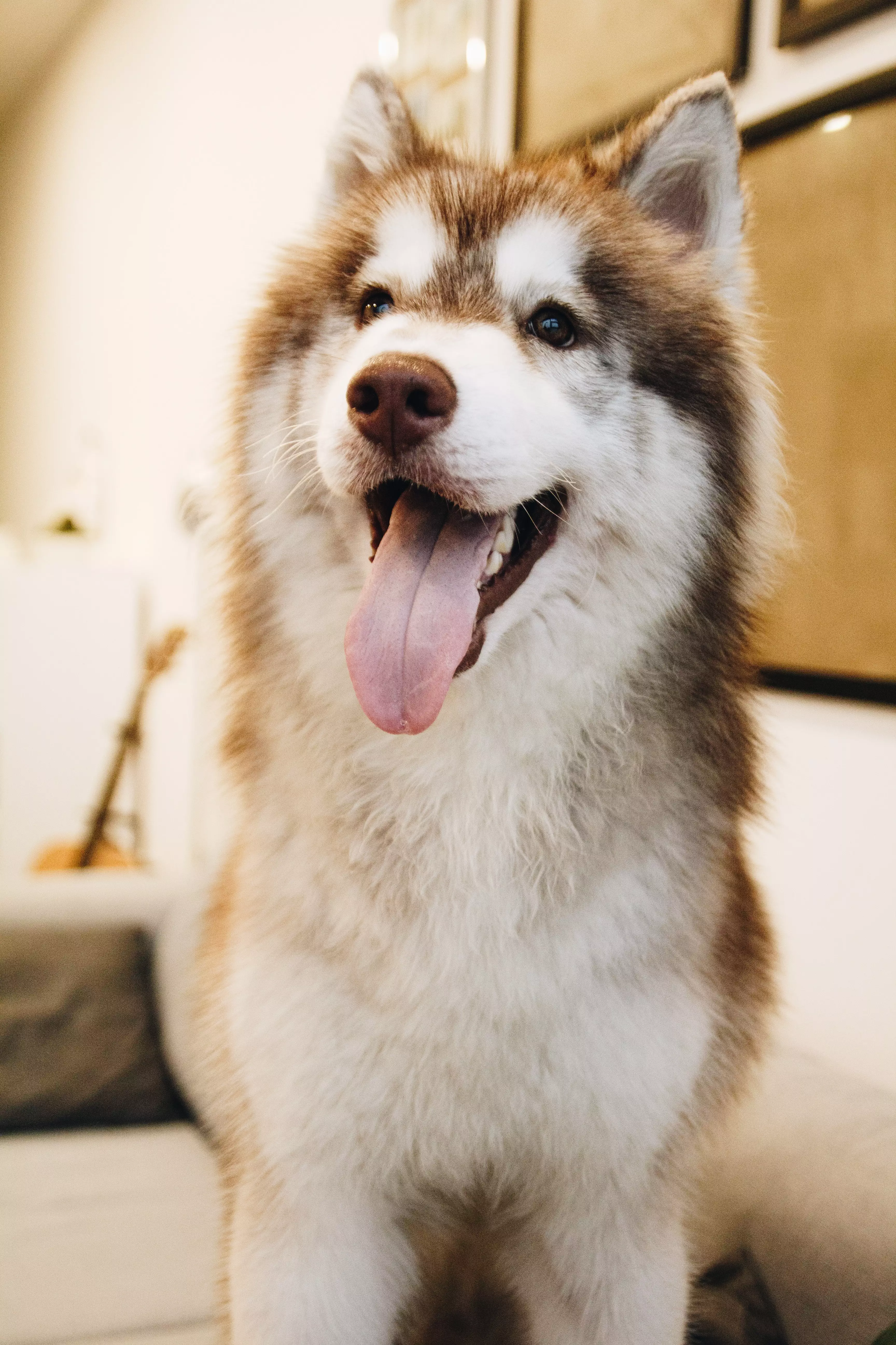 Virgos are hardworking and love to help others, and their perfect pup could be a Husky. (