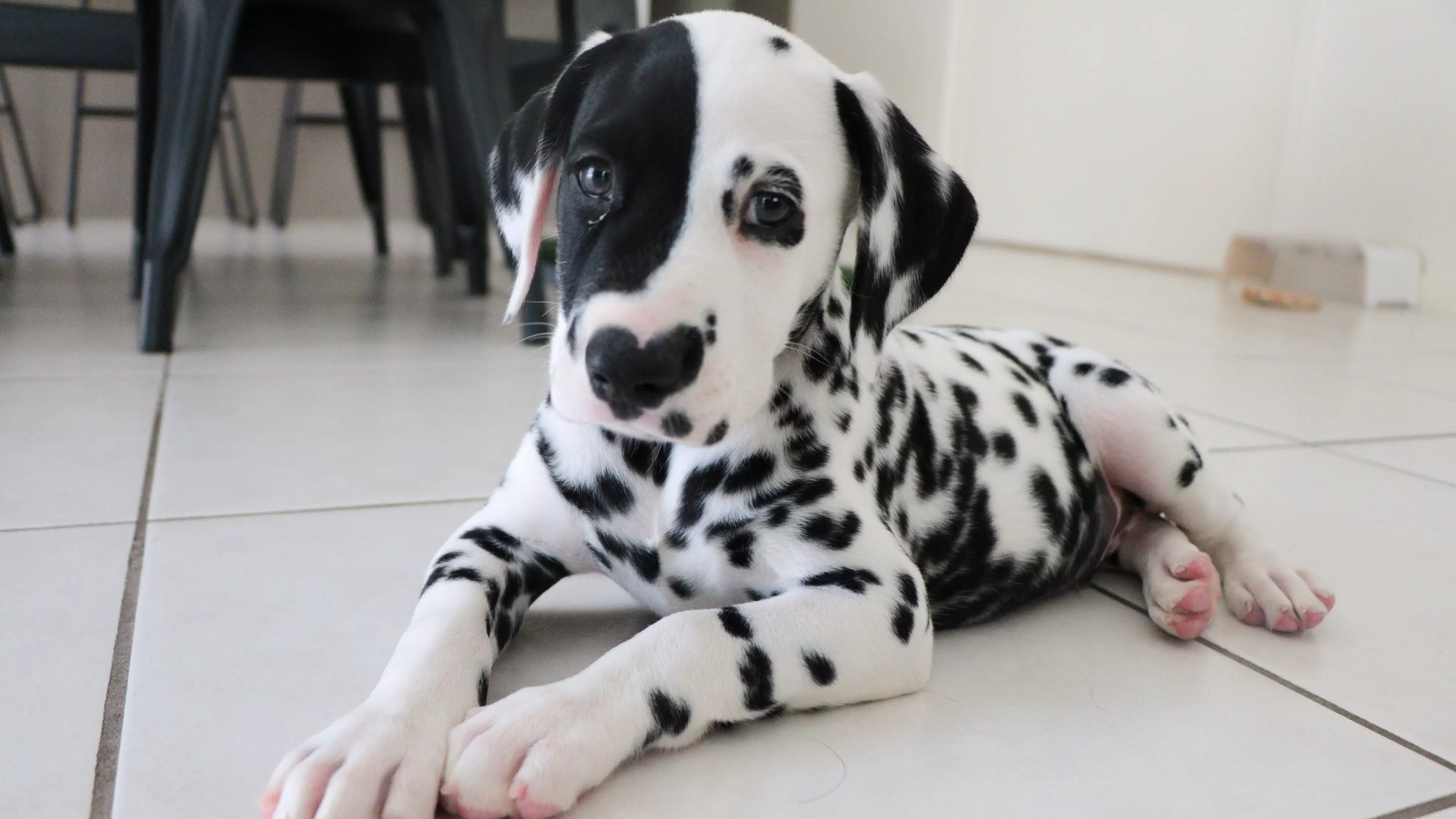 Dalmatian With Heart Shaped Nose Is Learning To Be An Assistance Dog
