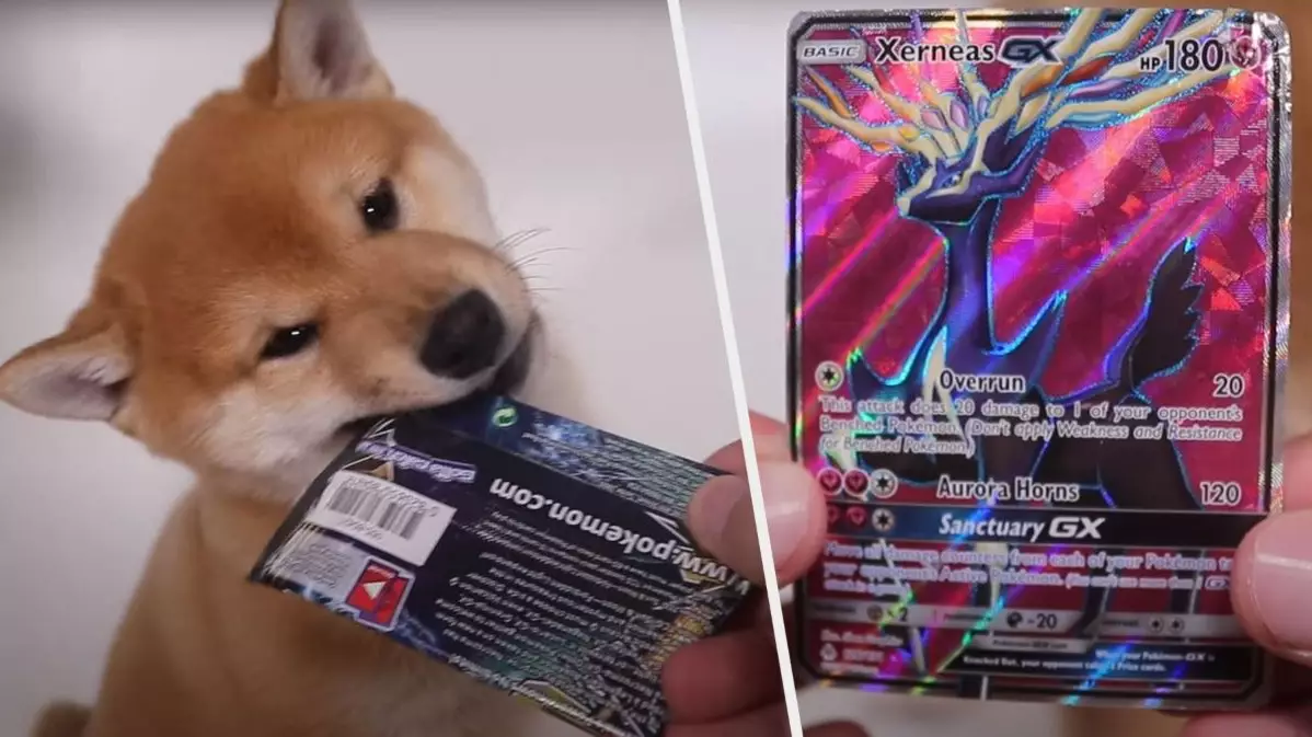 Shiba Opening Pokémon Card Packs Goes About As Well As You'd Expect