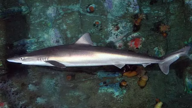 Aussie Seafood Lovers Urged To Stop Buying 'Flake' To Protect Sharks