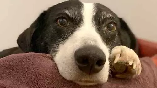 Runaway Border Collie Finally Finds A Home After 10 Years 