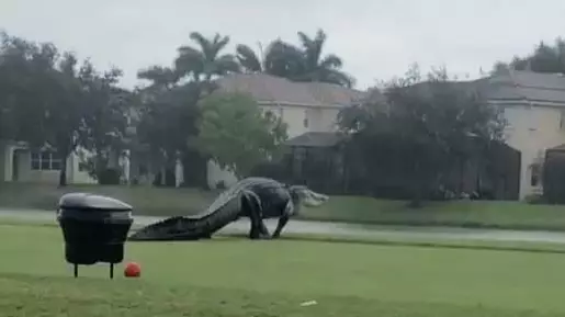 This Giant Alligator Just Casually Strolled Across A Golf Course In Florida