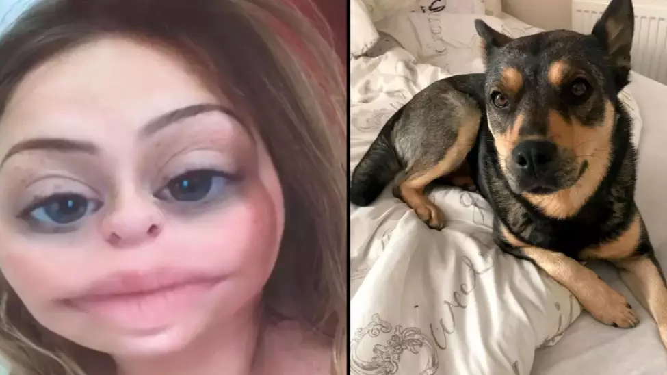 Woman Kidnaps Dog While Drunk Then Posts Snapchat Video About It
