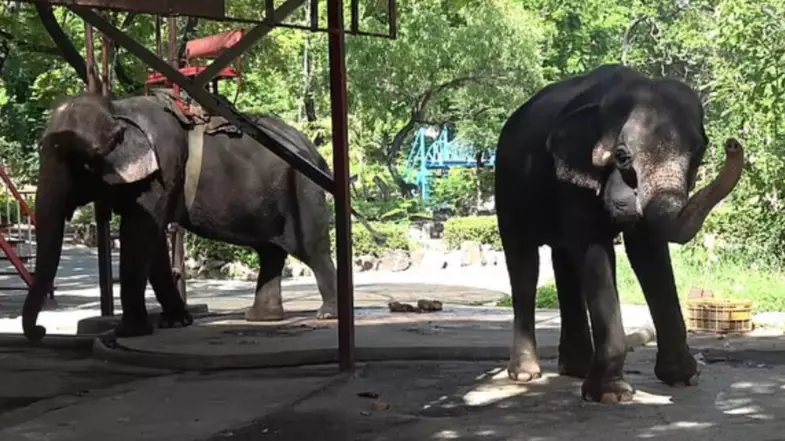 Animal Rights Charity PETA Slams Thai Zoo Following Shocking Footage