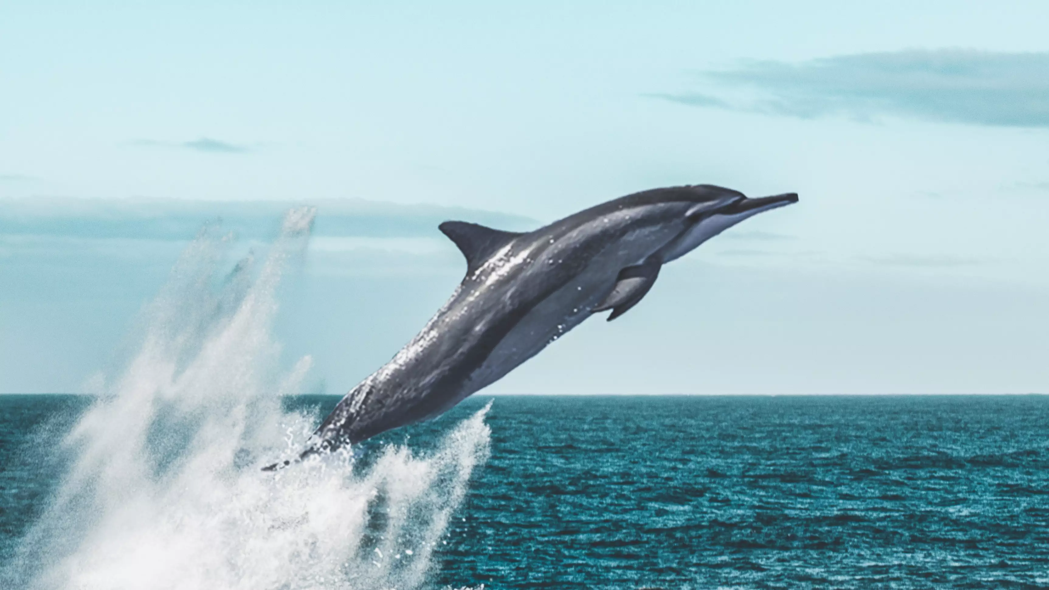 The UK Just Launched Its First Whale And Dolphin Spotting Trail in Scotland 