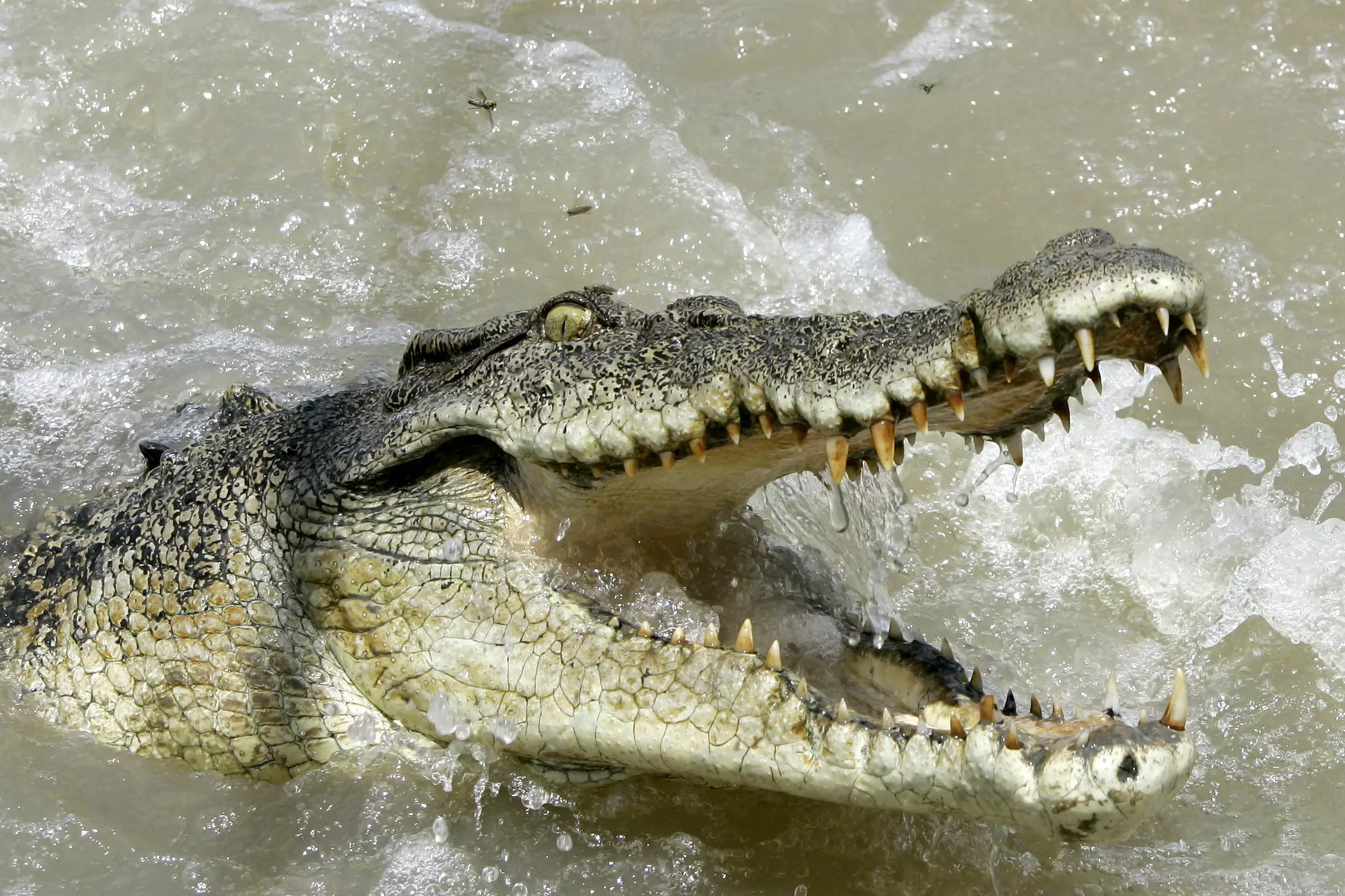 Man Killed By Crocodile While Crossing A Flooded River
