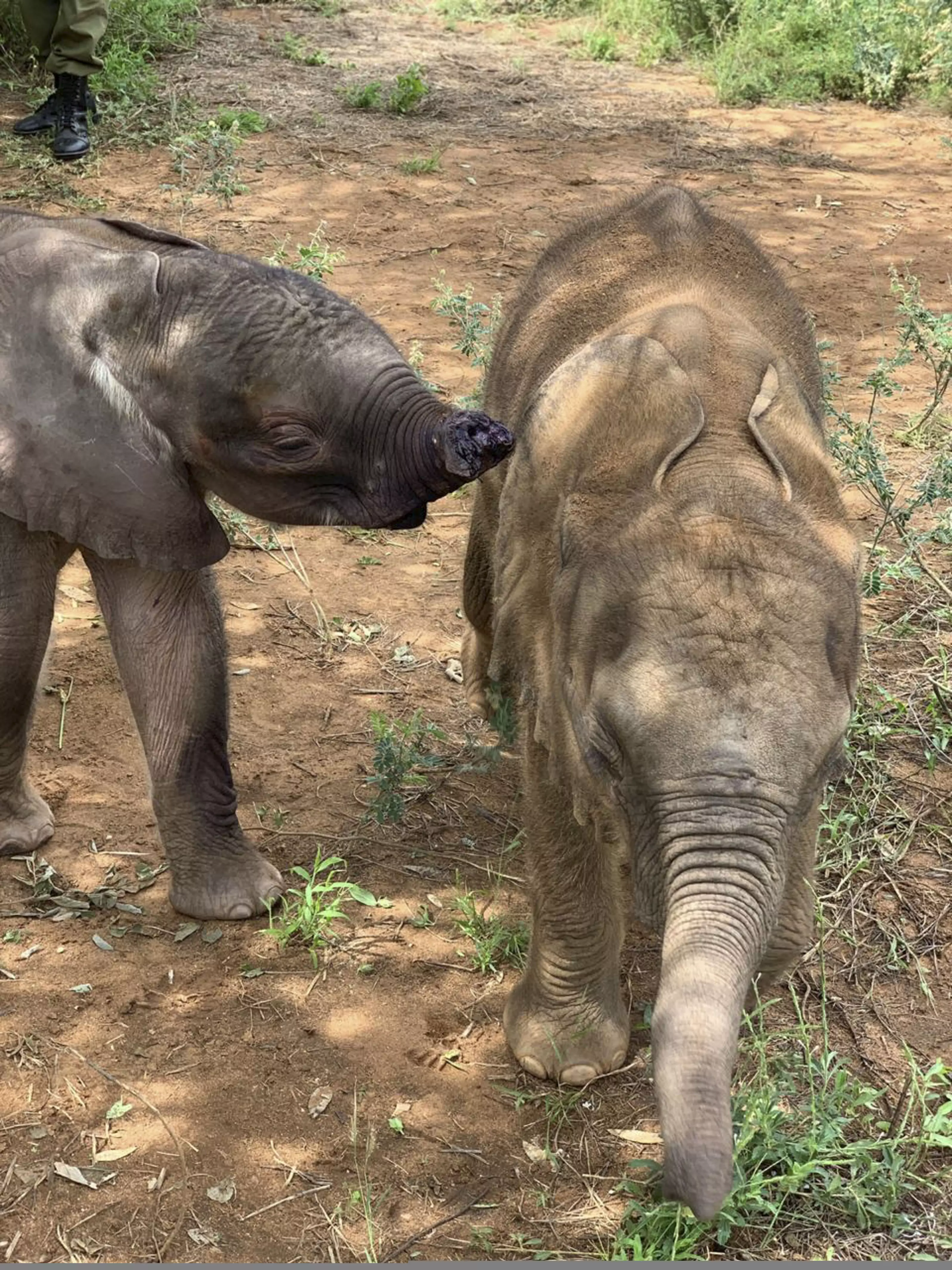 Long'uro is being cared for with other orphans.