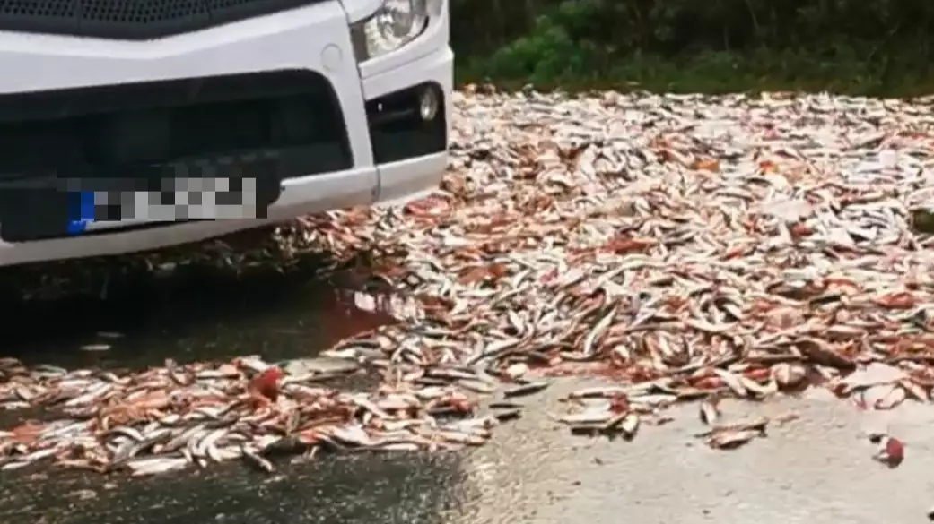 Road Closed After Lorry Drops Thousands Of Fish 