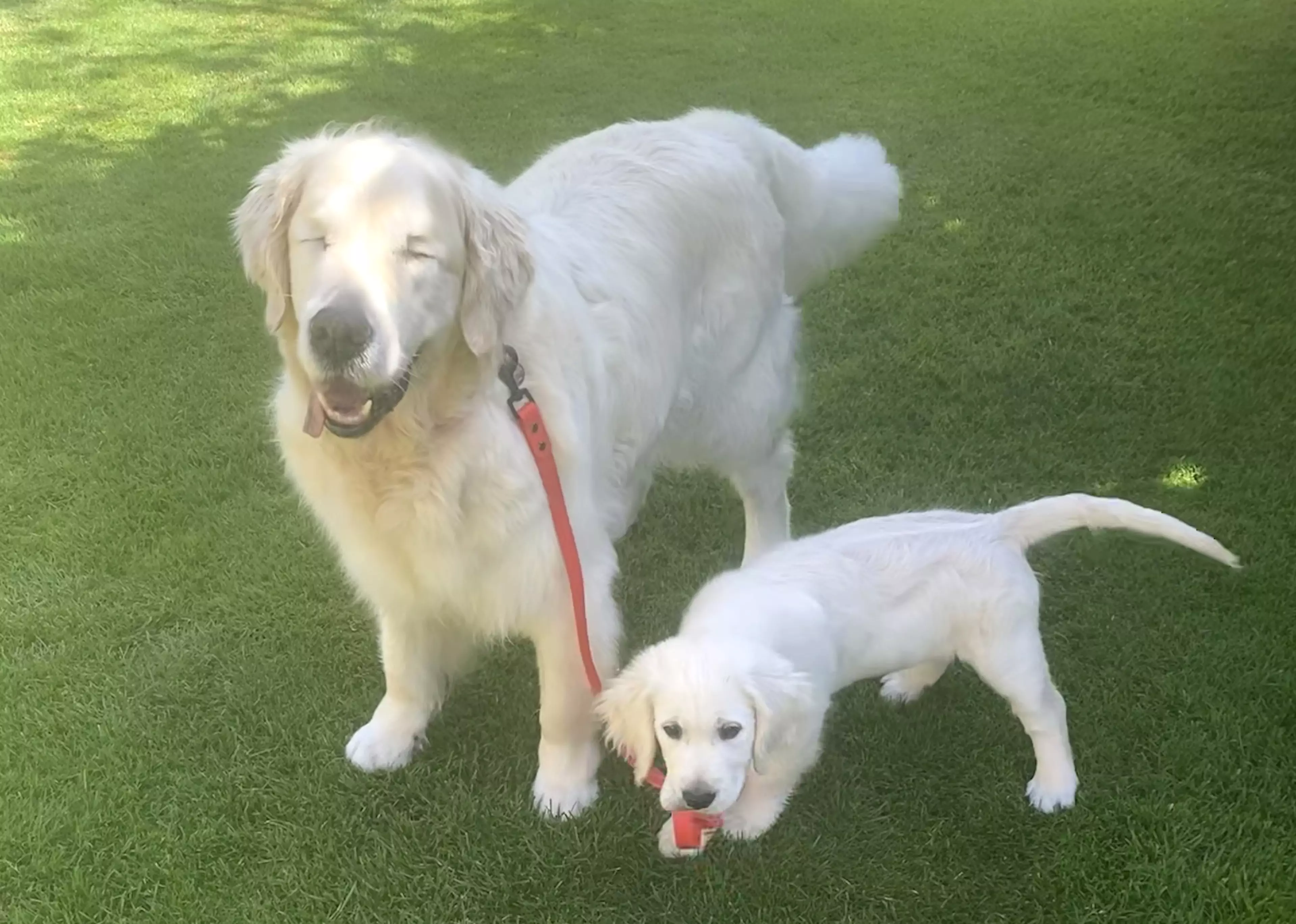 The Golden Retriever and pup take walks together (