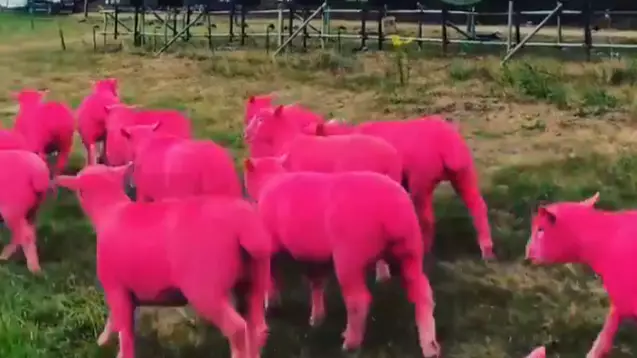 Organisers Of Latitude Festival Have Dip Dyed A Herd Of Sheep Bright Pink 