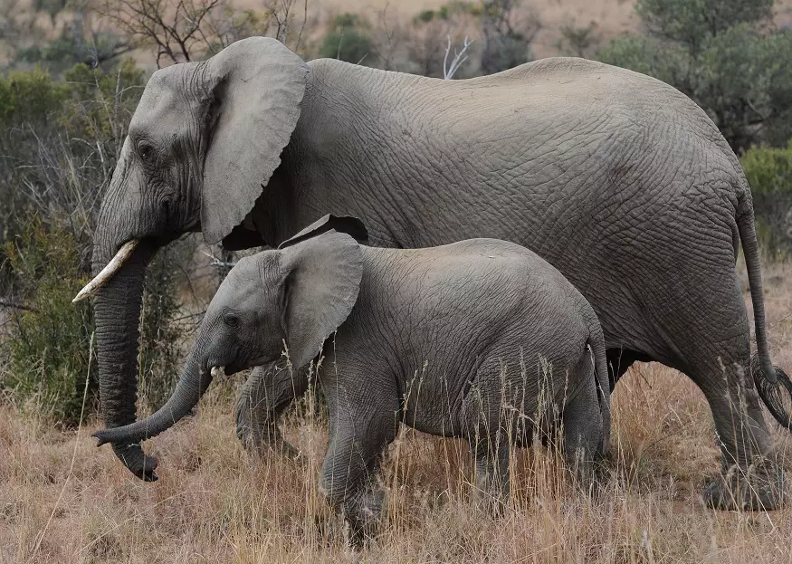 Poaching remains a problem in Asia, but poaching of elephants in Africa is more common.