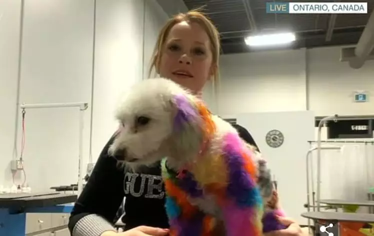 Nicole has been criticised for dyeing her dog's hair.