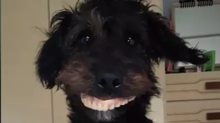 Woman Left In Stitches After Her Dog Steals Mum's False Teeth