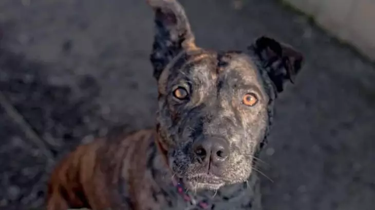 Britain's 'Loneliest' Dog Has Been Looking For Her Forever Home For 1,000 Days