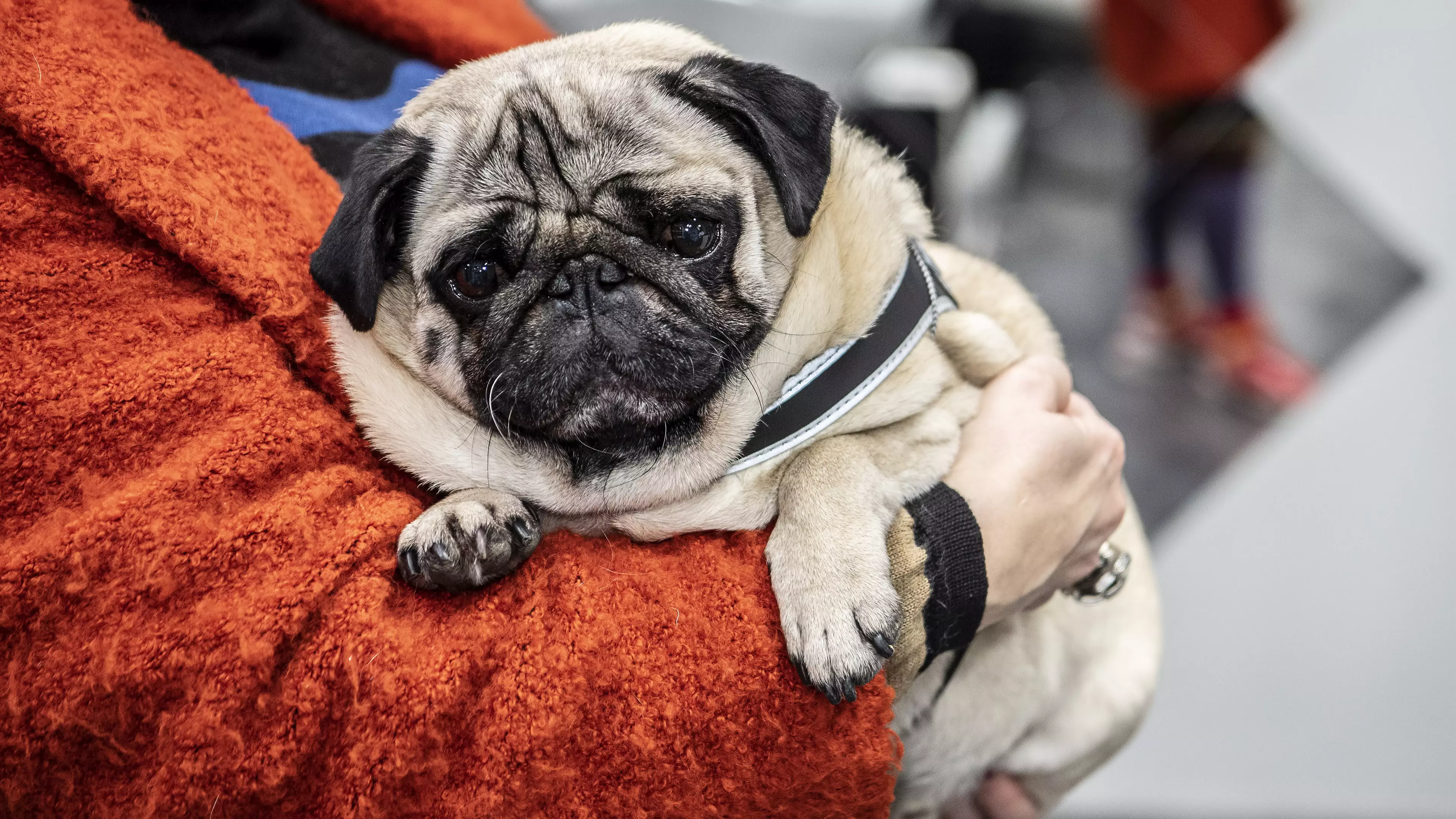 A Terrified Pug Was Left Hanging By His Lead Outside Faulty Lift