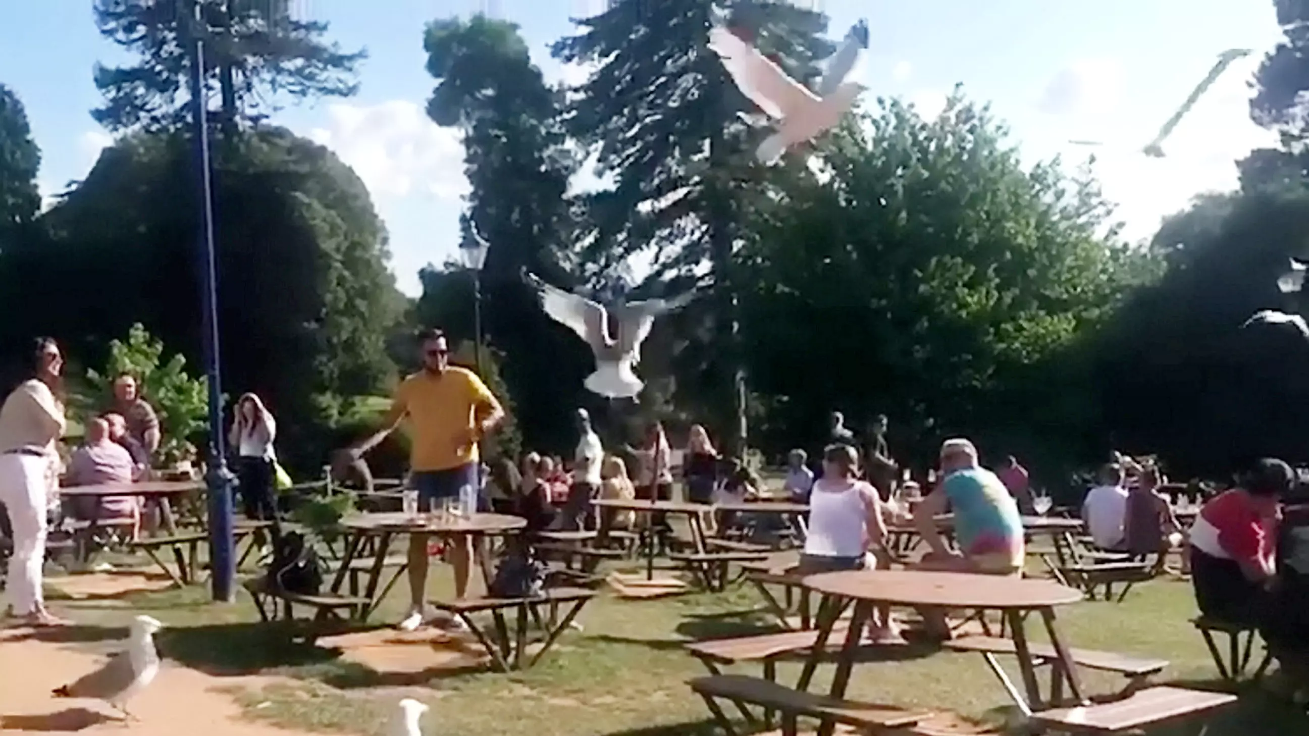 Pub Forced To Get Bird Of Prey After Seagulls Terrorise Beer Garden