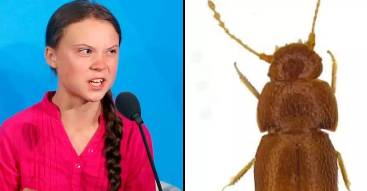 Greta Thunberg Has New Species Of Beetle Named After Her By Scientists