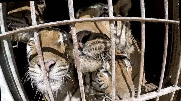 Chris Packham Wants To Bring Five Rescued Circus Tigers To The UK