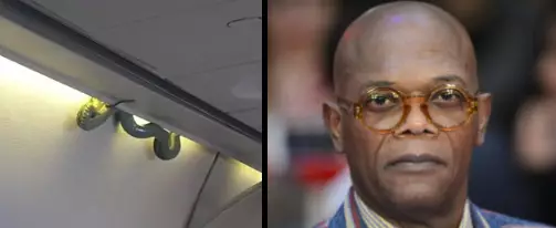Real Life Snake On A Plane Mother Fuckers