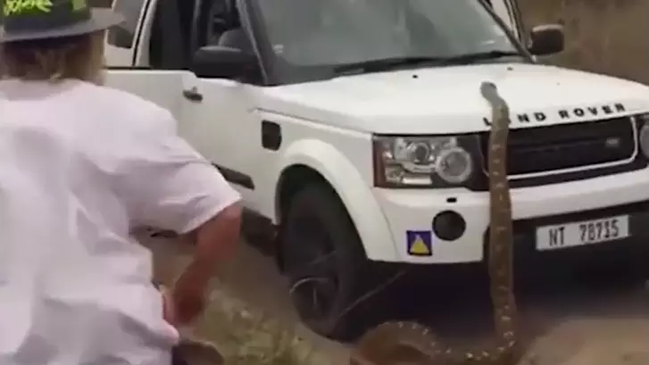Huge Snake Chases Tourists Back Into Their Car 