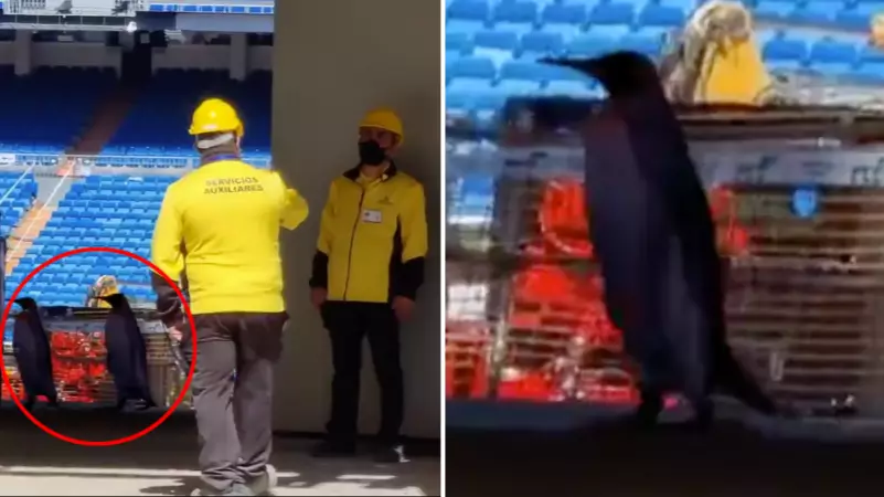 Penguins Spotted Wandering Around The Bernabeu Stadium And There's Even Footage To Prove It 