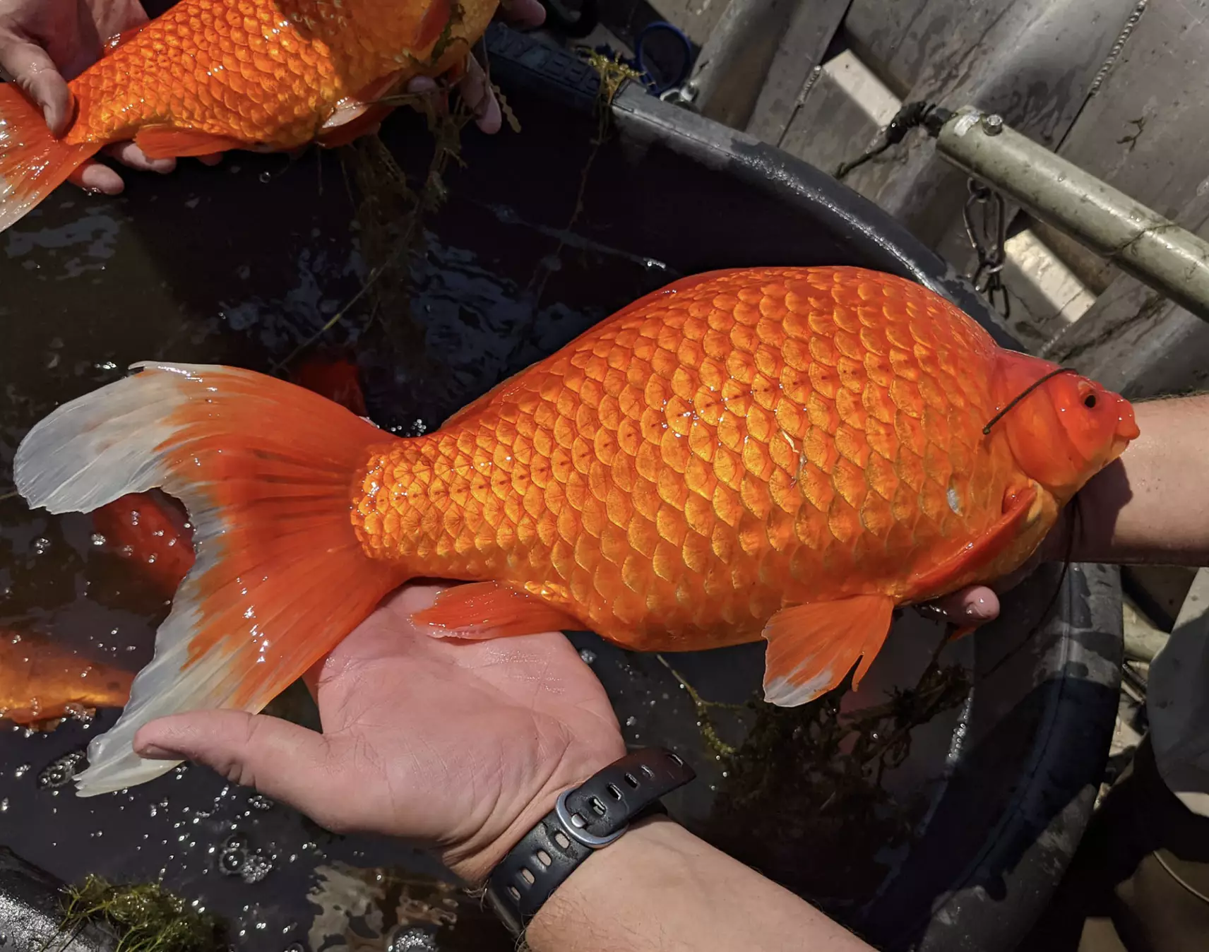 Giant goldfish were found in a lake (