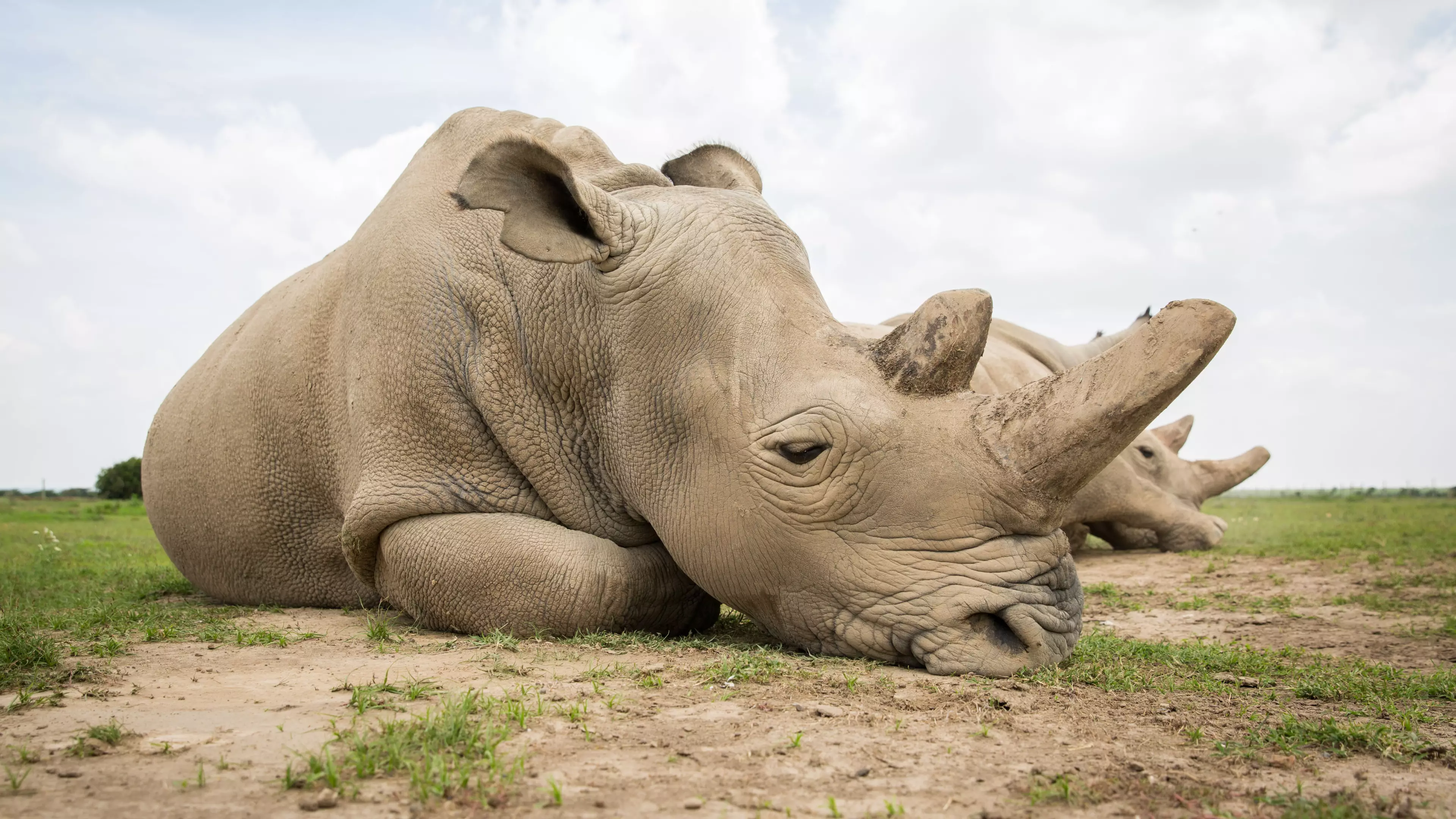 Devastated Woman Sits Next To White Rhino Killed For Her Horn