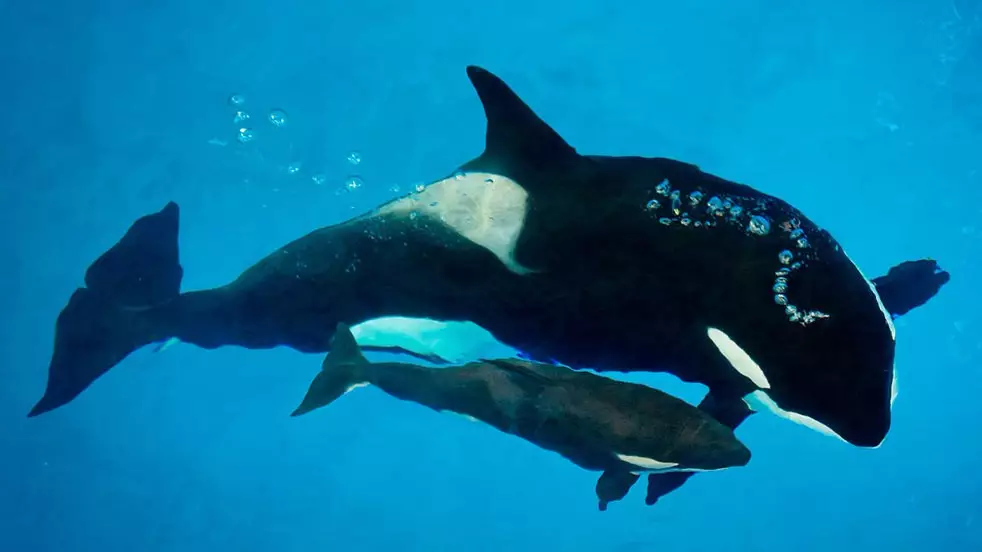 Kyara, The Last Orca Born In Captivity At SeaWorld, Has Died At Three Months Old