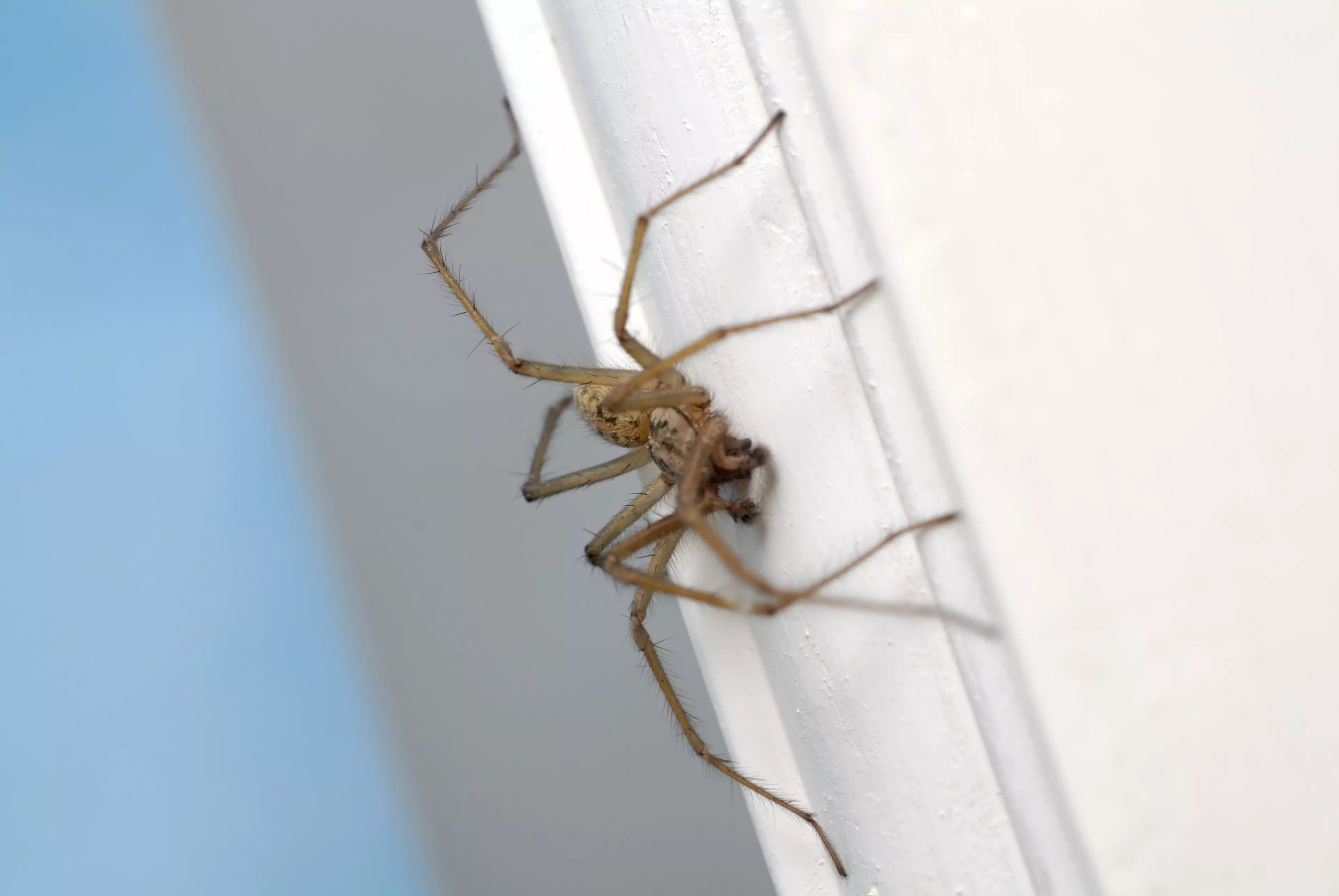 The house spider is heading to UK homes (