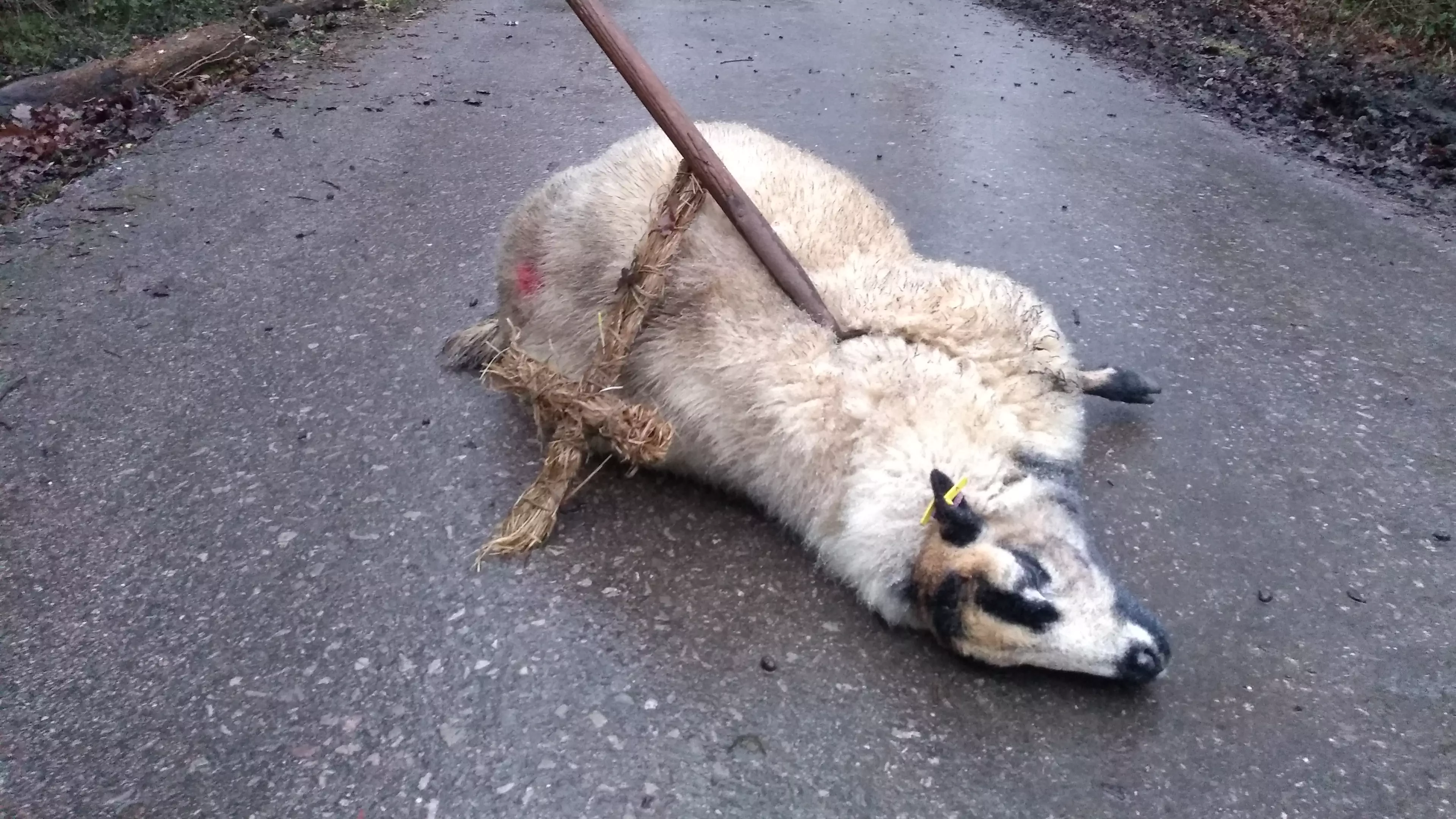 Police Launch Investigation After Three More Sheep Found Dead With 'Satanic' Markings