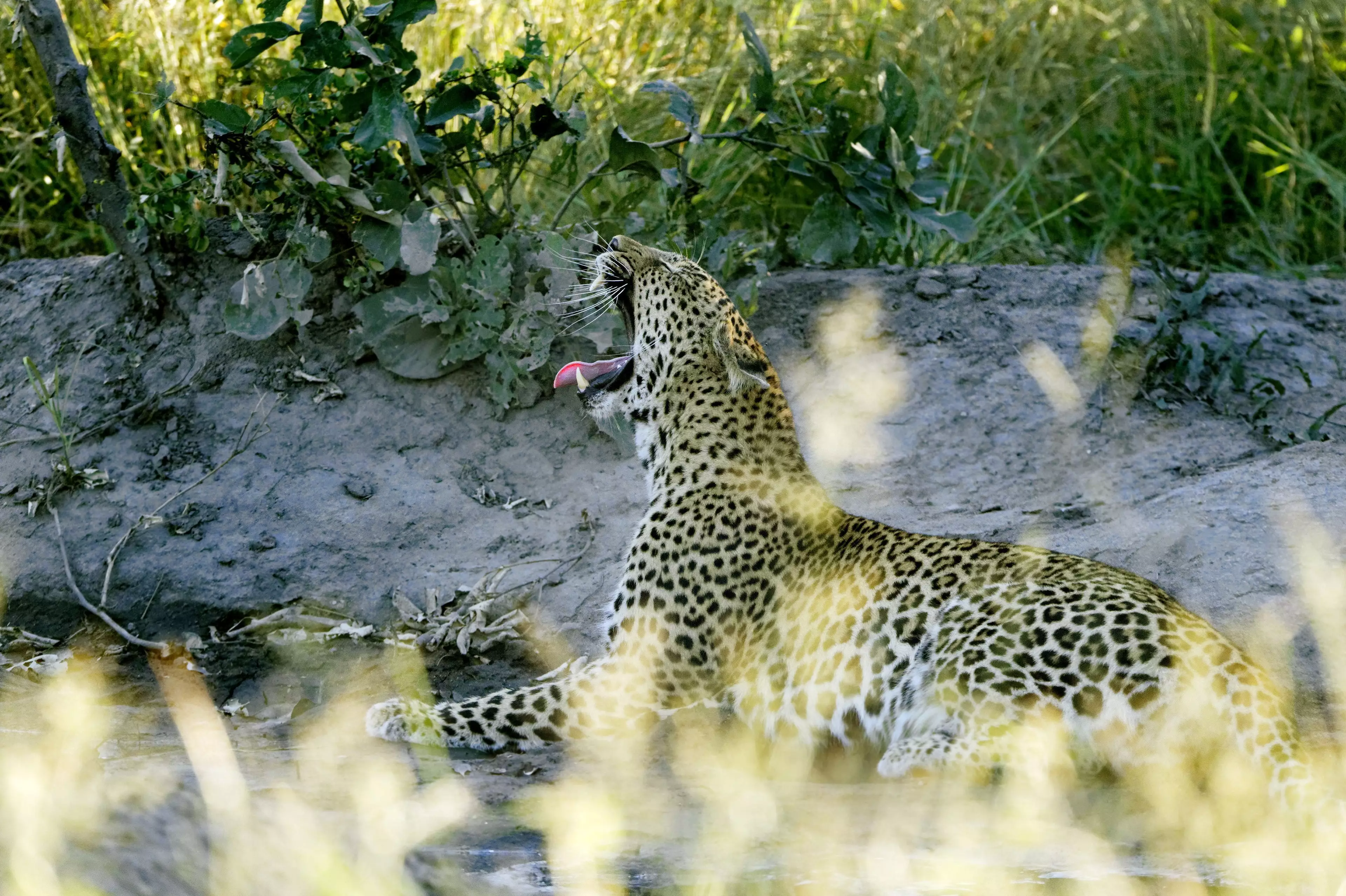 Kruger National Park is home to many big cats.