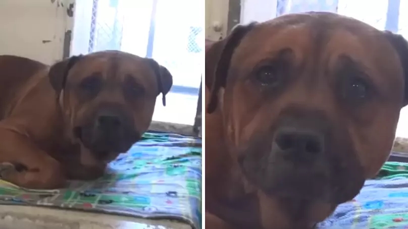 Devastated Dog Breaks Into Tears After Being Abandoned At Shelter In Viral Clip