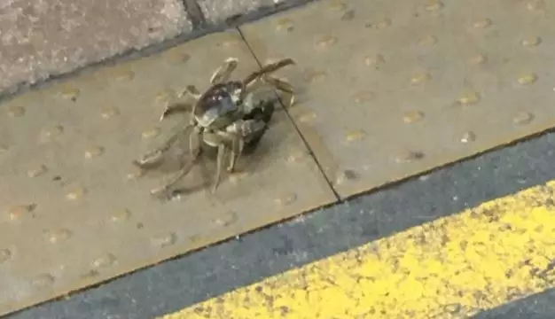 Crab Thrown Off Train For Fare Dodging, Apparently 
