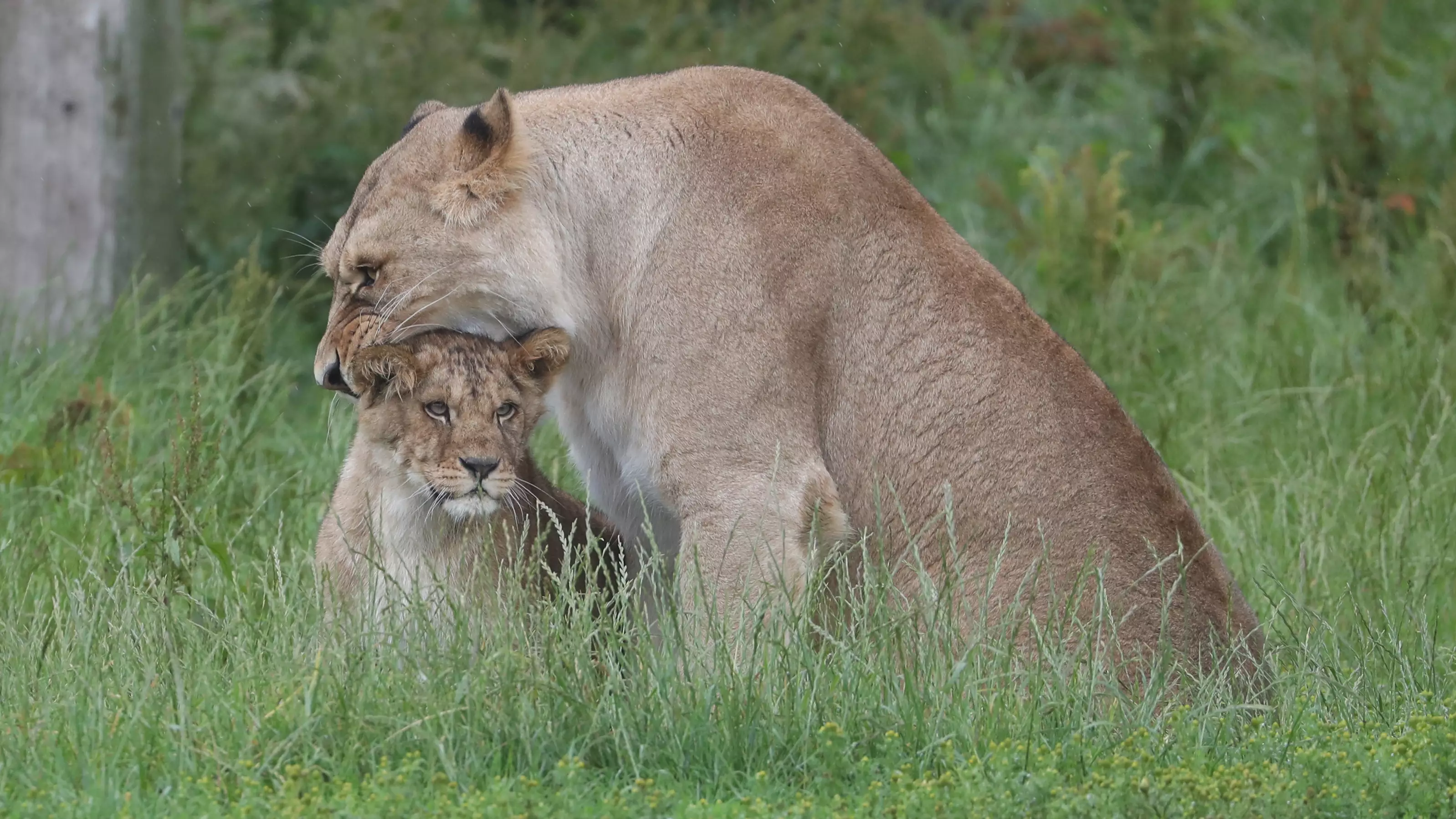 Visitors Watch In Horror As Lions Kill Monkey At Scottish Safari Park